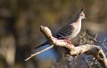 pigeon 23